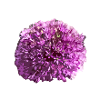 purple flowers