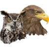 Pigargo and Owl