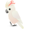 Moluccan cockatoo