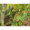 Autumn Forest
