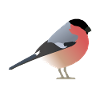 Bullfinch (Pyrrhula pyrrhula)
