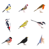 Garden Birds