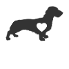Wire-haired dachshund dog canine gift