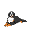 Anatomi Bernese Mountain Dog Bernese Mountain