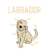 Labrador d'anatomie
