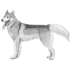 Siberian Husky sticker