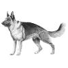 German shepherd sticker