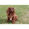 cavalier king charles spaniel sitting