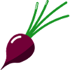 Turnip - Illustration