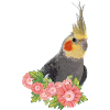 Nymph Cockatoo