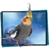 Nymph Cockatoo