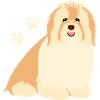 Happy Havanese Dog