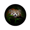 panda rosso stile comico panda rosso