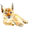 Little lynx is lounging