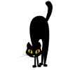 chat effrayé