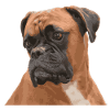 Sad Boxer