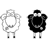 Sheep black and white