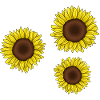 sunflowers