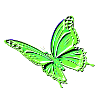 Papillon vert