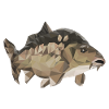 Carp fish
