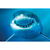 Smiling Shark Underwater
