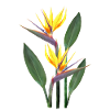 Strelitzia - Tropical Flower - Africa - Kenya