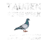 Tauben