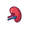 spleen