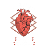 Coeur cardiologie écho médecine étudiant cardiologue