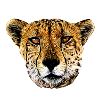 cheetah