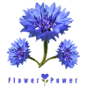 Fleur de maïs bleu