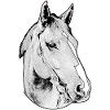 Horse head