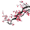 Japan cherry tree