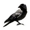 Jackdaw
