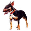 Miniature Bull Terrier