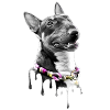 Miniature Bull Terrier Art