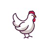 chicken
