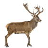 red deer