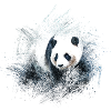 Panda bear