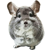 Chinchilla mask