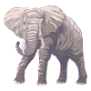 elephant