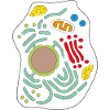 Cell