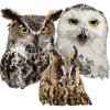 Owls