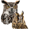 Owls