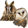 Owl and owl