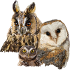 Owls