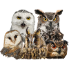 Owls