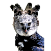 Harpy eagle