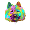 Splash Eurasier Dog