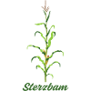 Sterzbam (Sterzbaum)